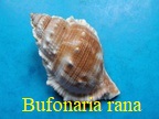 Bufonaria rana, Linné 1758